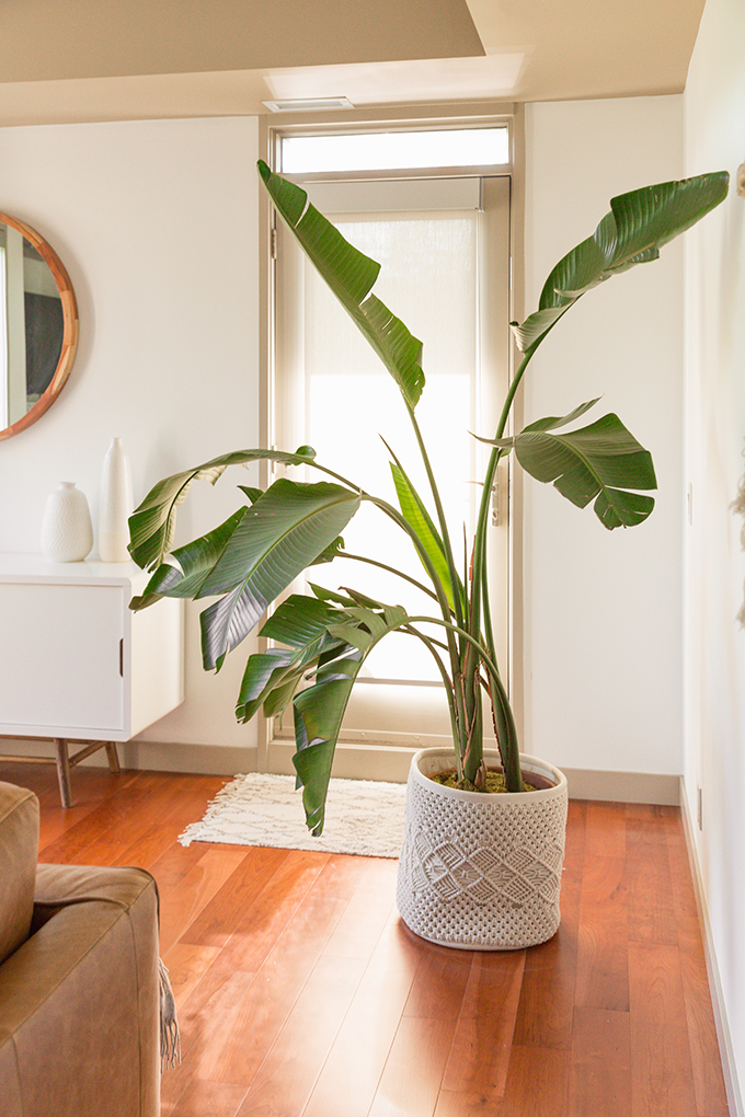 How to Select and Care For Houseplants | Mature Bird of Paradise Houseplant Care and Watering Schedule // JustineCelina.com