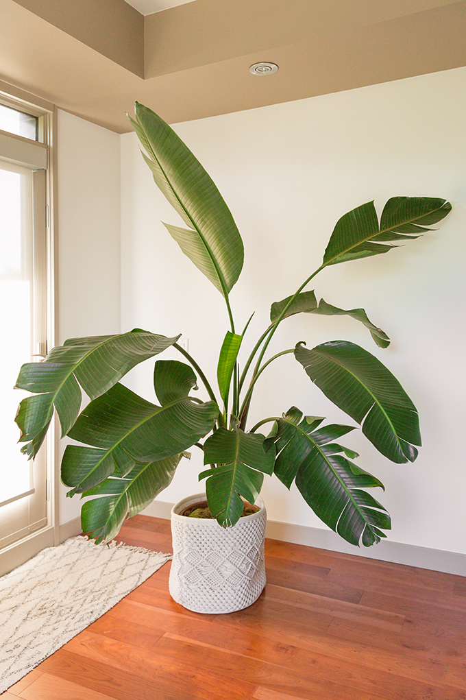 How to Select and Care For Houseplants | Mature Bird of Paradise Houseplant Care and Watering Schedule // JustineCelina.com