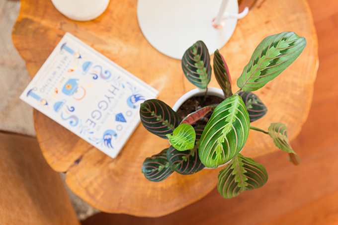 How to Select and Care For Houseplants | Prayer Plant Care and Watering Schedule // JustineCelina.com