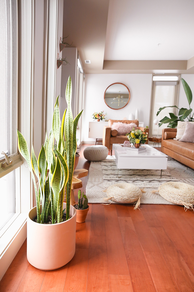 How to Select and Care For Houseplants | Snake Plant Care and Watering Schedule // JustineCelina.com