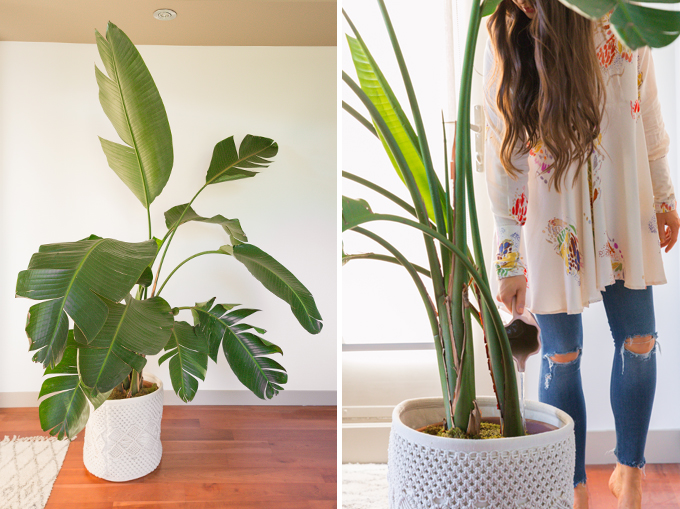 How to Select and Care For Houseplants | Mature Bird of Paradise Houseplant Care and Watering Schedule // JustineCelina.com