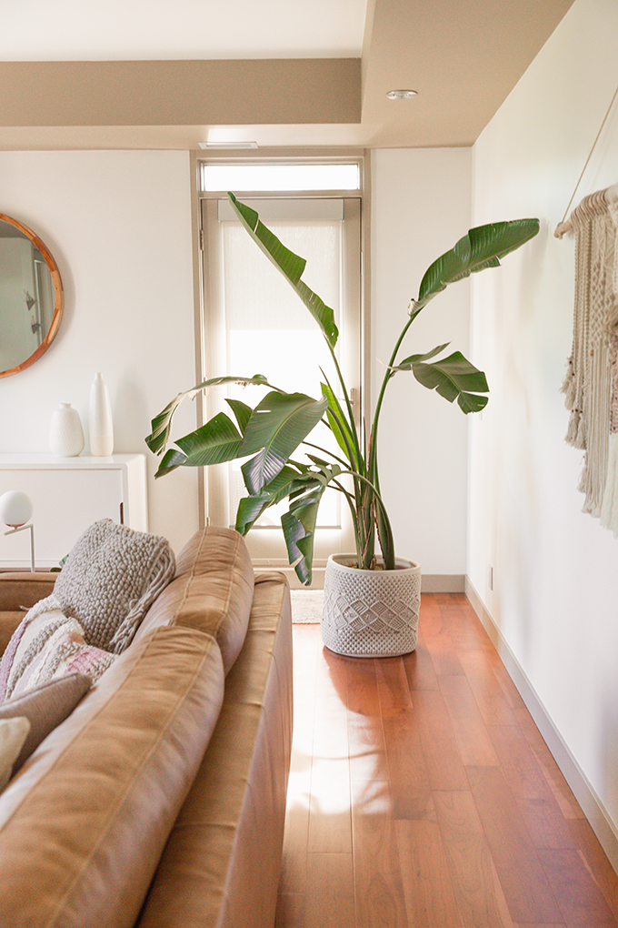  How to Select and Care For Houseplants | Mature Bird of Paradise Houseplant Care and Watering Schedule // JustineCelina.com