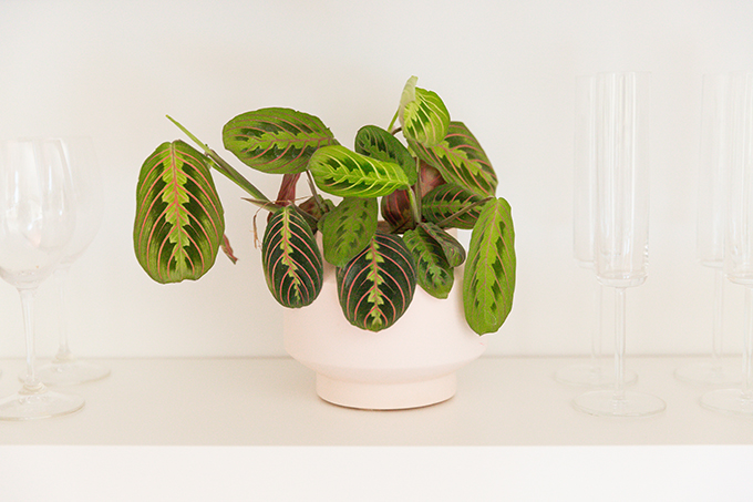 How to Select and Care For Houseplants | Prayer Plant Care and Watering Schedule // JustineCelina.com