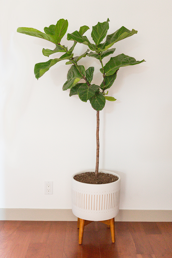 How to Select and Care For Houseplants | Fiddle Leaf Fig Care and Watering Schedule // JustineCelina.com