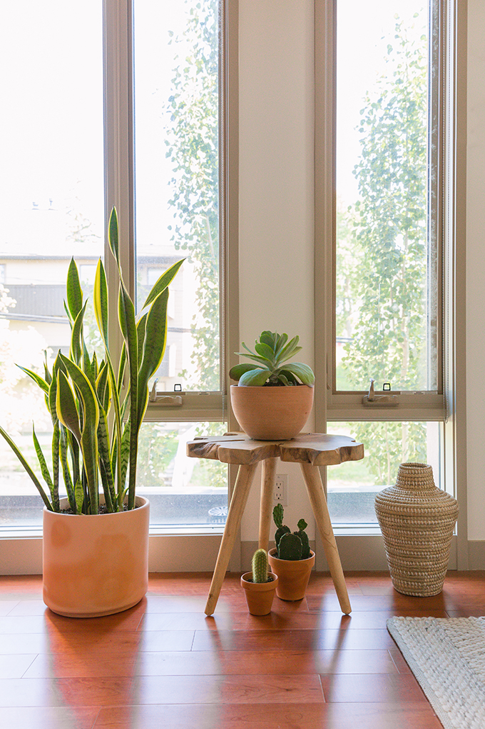 How to Select and Care For Houseplants | Cactus, Succulent Care and Snake Plant Care and Watering Schedules // JustineCelina.com