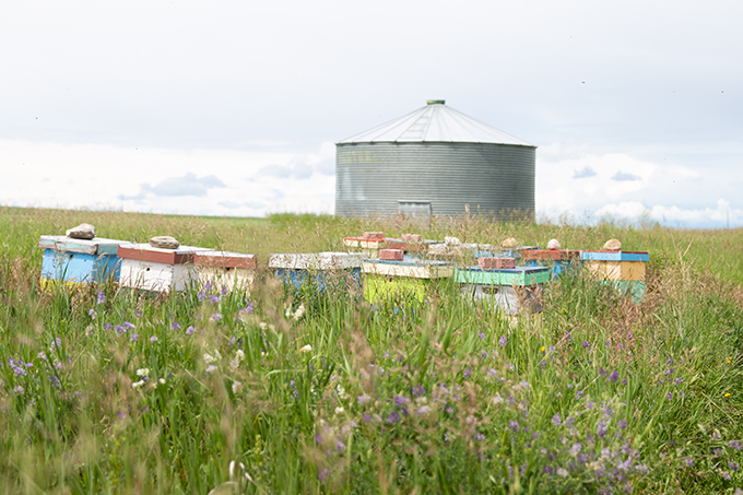 Japanese Lilac Gin Lemonade + Eau Claire Distillery Parlour Gin Giveaway! | Bee Hives on the Alberta Prairies | Natural, Unrefined, Unpasurized Honey // JustineCelina.com