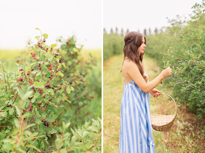 Foraging for wild Saskatoons in Foothills, Alberta | Calgary Food & Lifestyle Blogger // JustineCelina.com