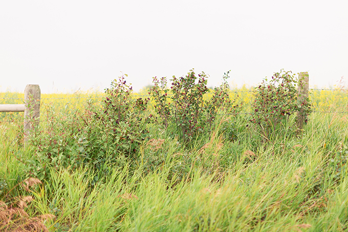 Foraging for wild Saskatoons in Foothills, Alberta | Calgary Food & Lifestyle Blogger // JustineCelina.com