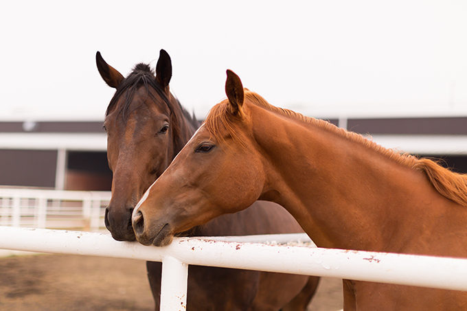 What to Wear to | A Horse Race // Horses in Alberta, Canada | Calgary Fashion & Lifestyle Blogger // JustineCelina.com