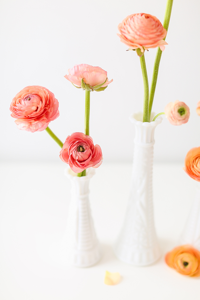 All About Ranunculus | Care & Conditioning Tips | Peach Pink Coral Ranunculus on a White Background | JustineCelina.com