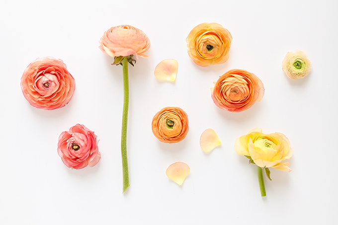 All About Ranunculus | Care & Conditioning Tips | Ombre Yellow to Pink Ranunculus on a White Background | JustineCelina.com