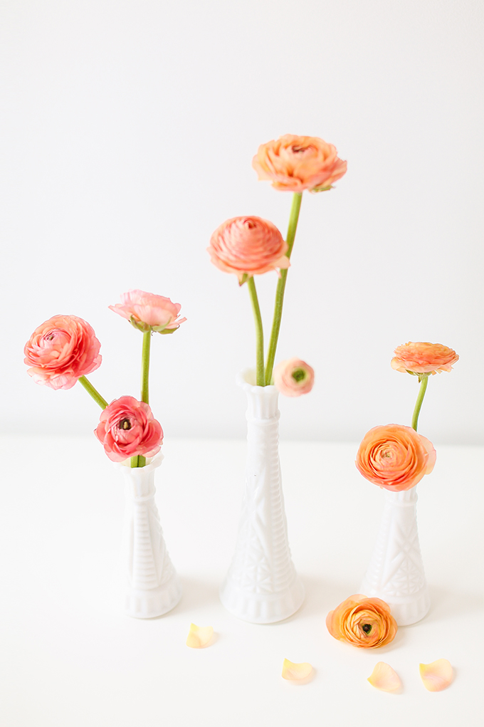 All About Ranunculus | Care & Conditioning Tips | Ombre Ranunculus in Vintage Milk Glass Vases on a White Background | JustineCelina.com