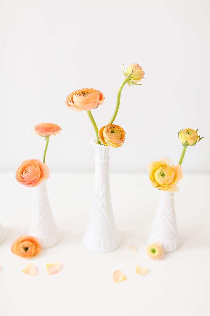 All About Ranunculus | Care & Conditioning Tips | Ombre Ranunculus in Vintage Milk Glass Vases on a White Background | JustineCelina.com