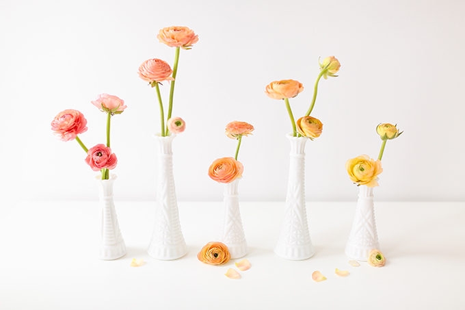 All About Ranunculus | Care & Conditioning Tips | Ombre Ranunculus in Vintage Milk Glass Vases on a White Background | JustineCelina.com