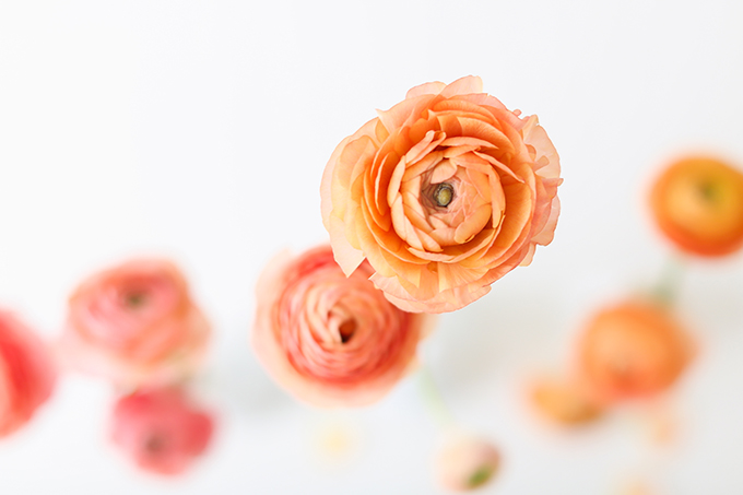 All About Ranunculus | Care & Conditioning Tips | Peach Pink Coral Ranunculus on a White Background | JustineCelina.com