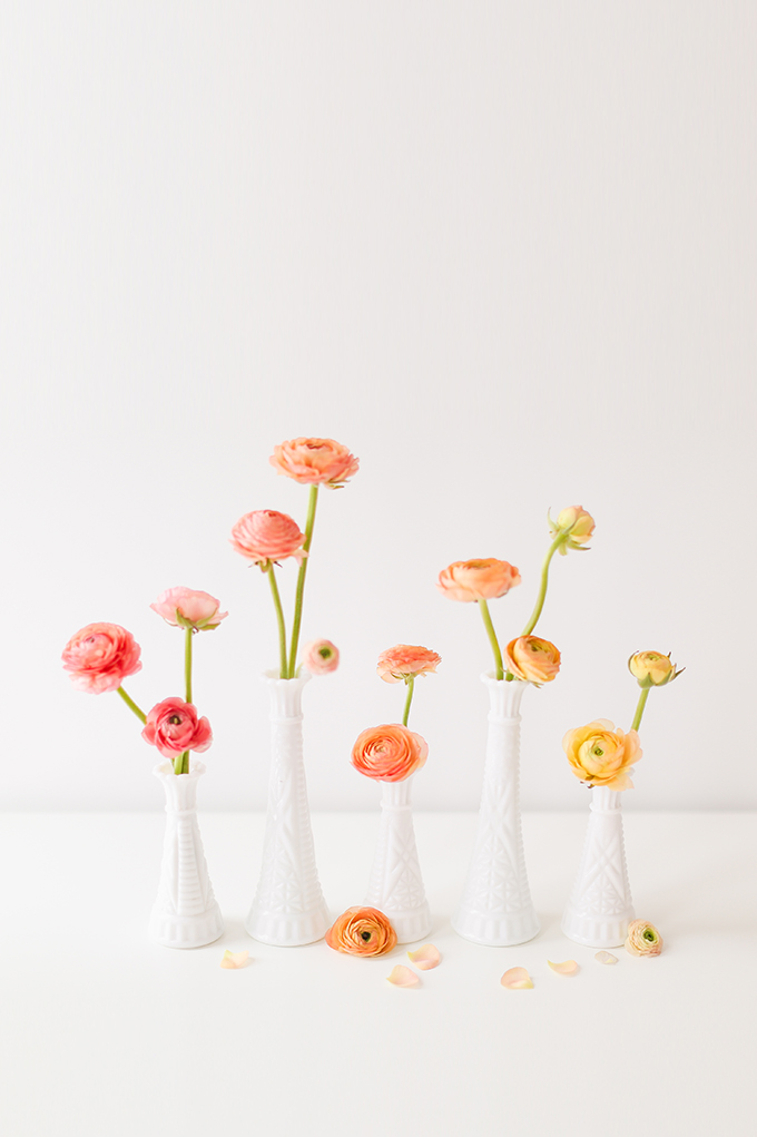 All About Ranunculus | Care & Conditioning Tips | Ombre Ranunculus in Vintage Milk Glass Vases on a White Background | JustineCelina.com