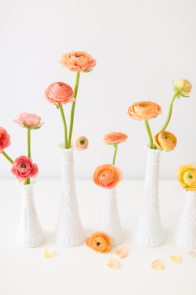 All About Ranunculus | Care & Conditioning Tips | Hand Holding Yellow Ranunculus in Vintage Milk Glass Vases on a White Background | JustineCelina.com