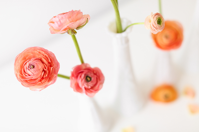 All About Ranunculus | Care & Conditioning Tips | Peach Pink Coral Ranunculus on a White Background | JustineCelina.com