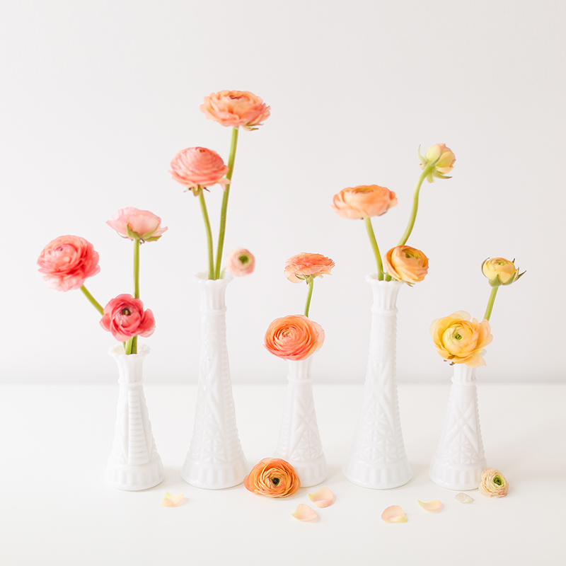 All About Ranunculus | Care & Conditioning Tips | Ombre Ranunculus in Vintage Milk Glass Vases on a White Background | JustineCelina.com
