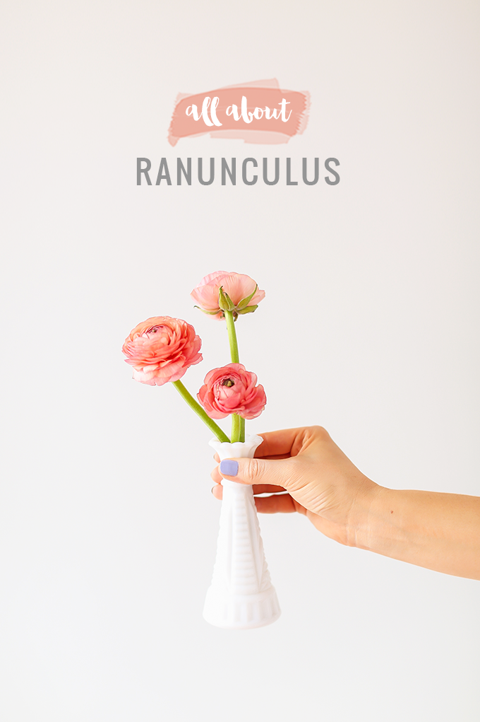All About Ranunculus | Care & Conditioning Tips | Hand Holding Peach Pink Coral Ranunculus in Vintage Milk Glass Vases on a White Background | JustineCelina.com
