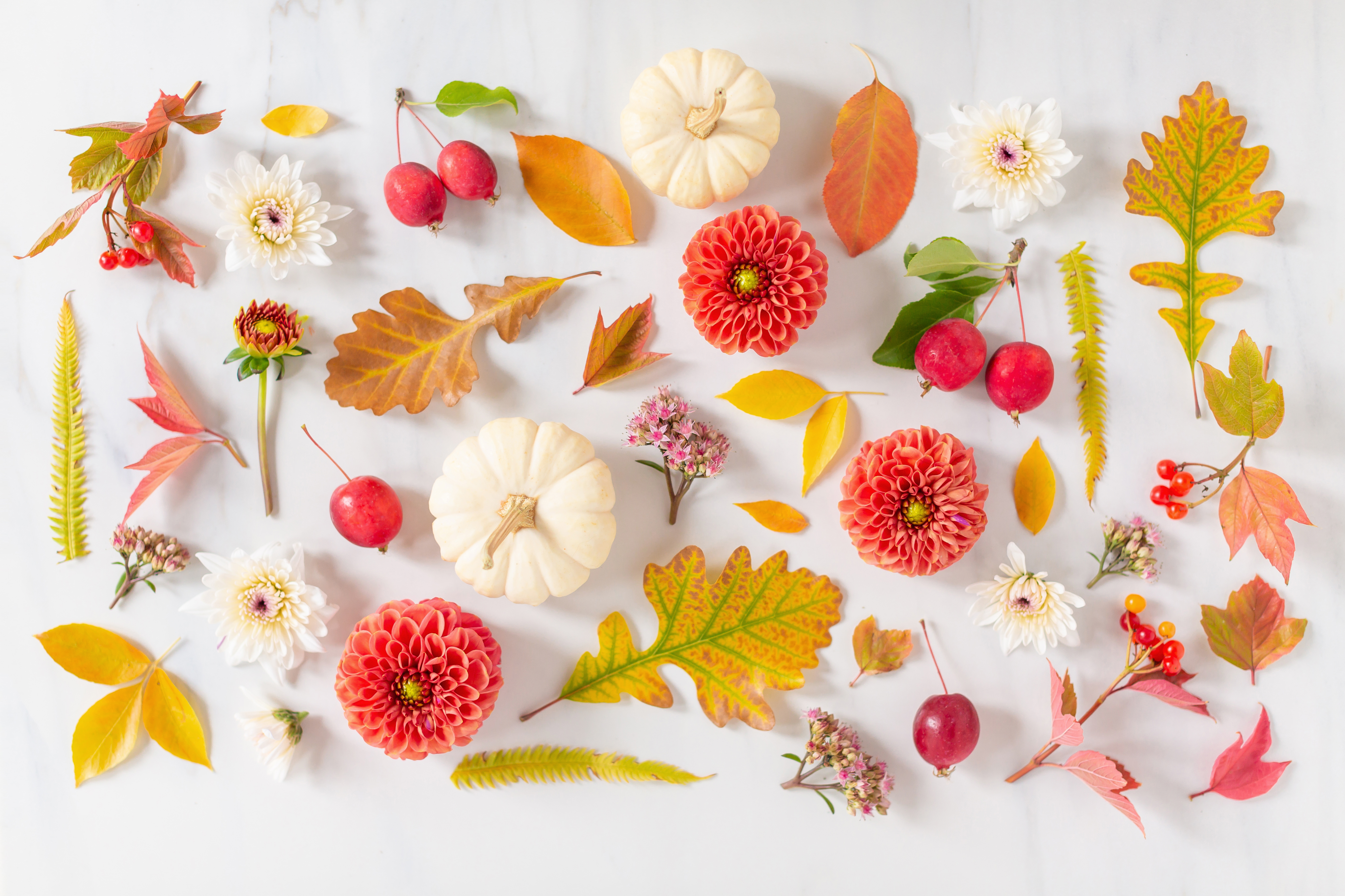 Digital Blooms October 2018 | Free Desktop Wallpapers for Fall with Dahlias, Sedum, Chrysanthemum Poms, Ornamental White Pumpkins, Crabapples and an array of foraged autumn leaves and berries | Pantone Fall / Winter 2018 Free Tech Wallpapers | Design 3 // JustineCelina.com x Rebecca Dawn Design
