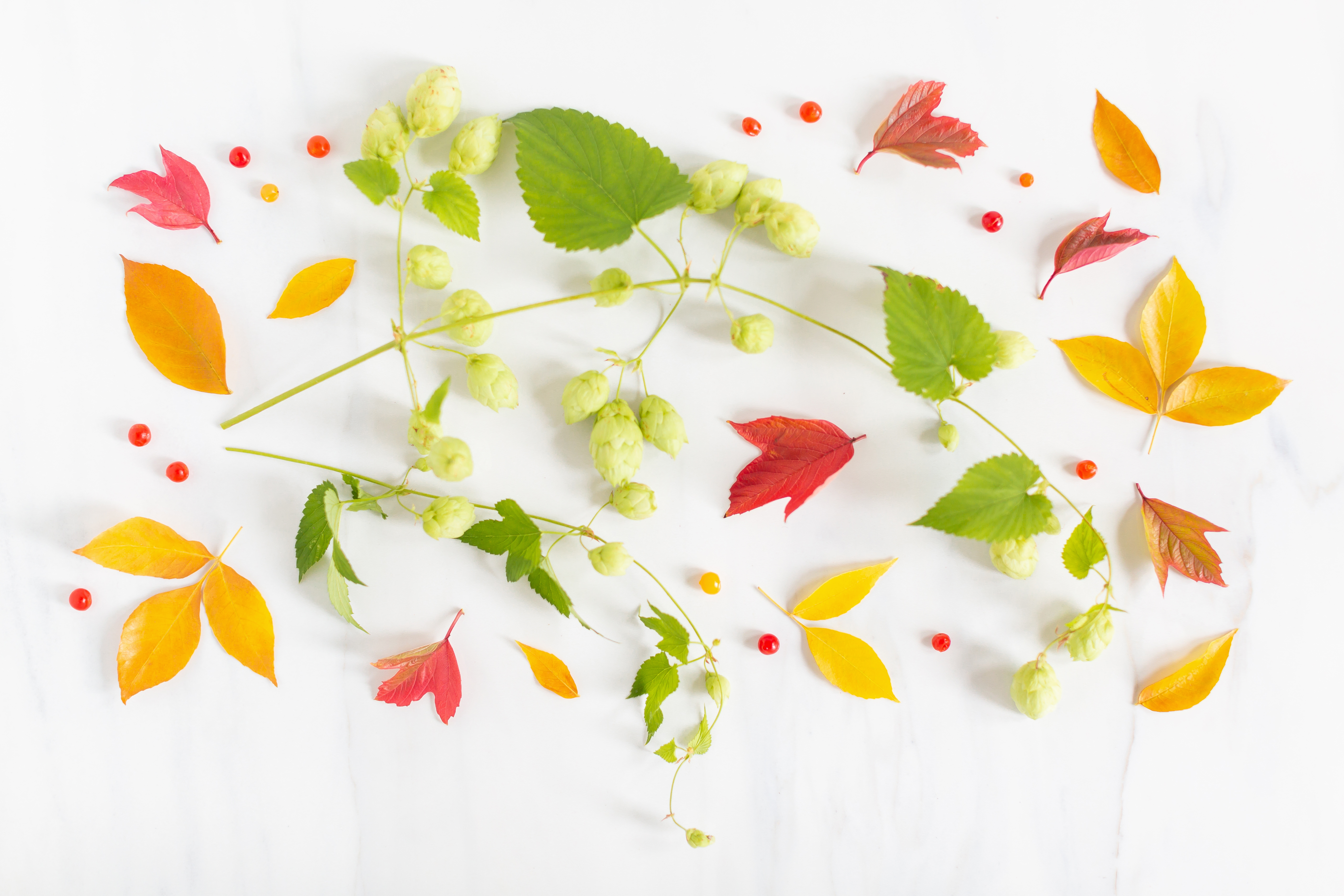 Digital Blooms October 2018 | Free Desktop Wallpapers for Fall with Hops and an array of foraged autumn leaves and berries | Fall Wreath Wallpaper | Pantone Fall / Winter 2018 Free Tech Wallpapers | Design 1 // JustineCelina.com x Rebecca Dawn Design