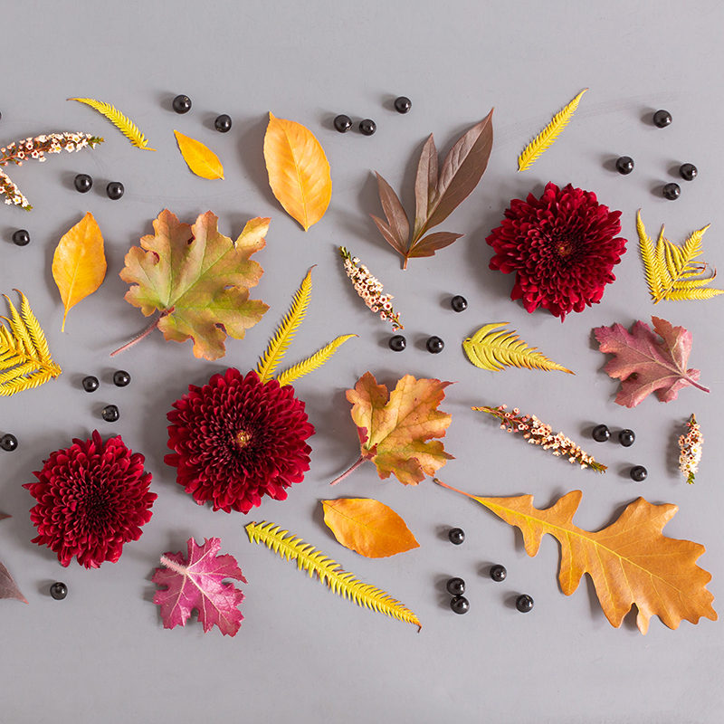 Digital Blooms November 2018 | Free Desktop Wallpapers for Fall with Mums, Thrytptomene and an array of foraged autumn leaves and berries | Pantone Fall / Winter 2018 Free Tech Wallpapers | Design 2 // JustineCelina.com x Rebecca Dawn Design