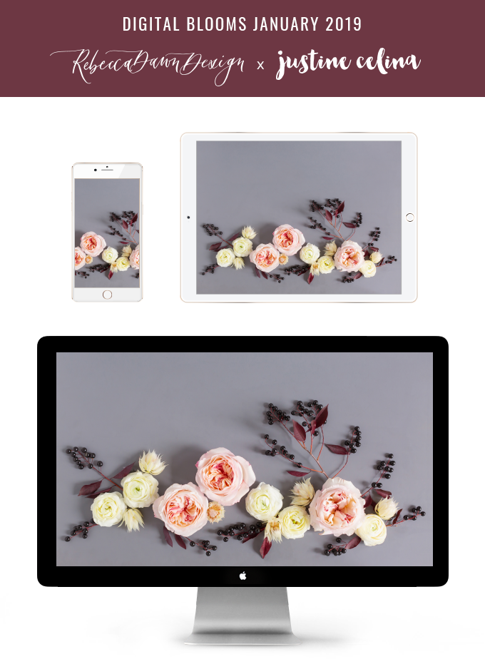 DIGITAL BLOOMS JANUARY 2019 | FREE DESKTOP WALLPAPER | Free Winter 2019 Floral Desktop Wallpapers featuring Blush Garden Roses, White Ranunculus, Blushing Bride Proteas and Black Berries on a grey background // JustineCelina.com x Rebecca Dawn Design