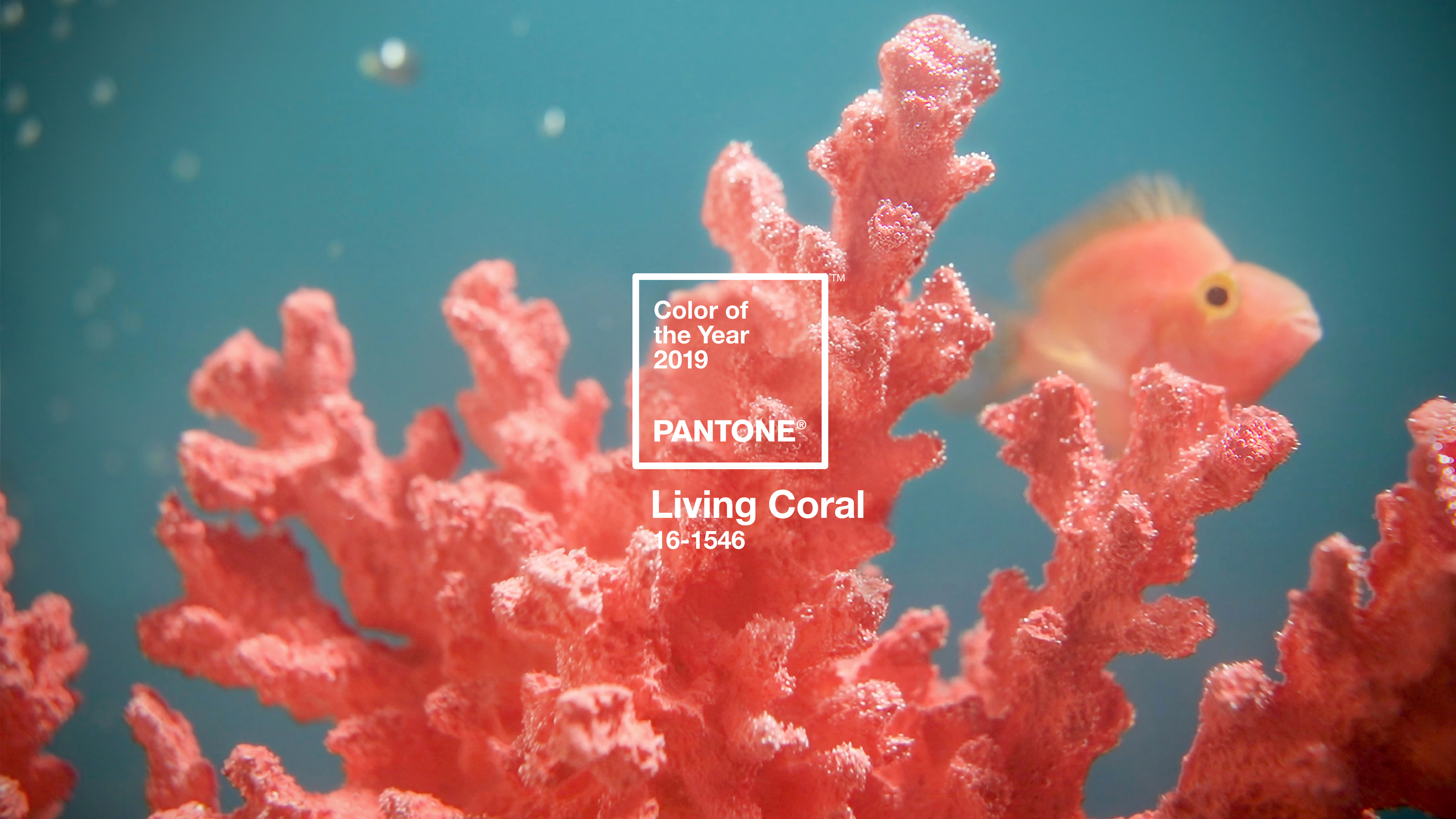 Pantone 2019 Color of the Year Living Coral Swatch | Pantone Colour of the Year 2019 Living Coral Inspiration | How to Incorporate Pantone's Color of the Year 2019 Living Coral in Your Home, Beauty Routine, Personal Style, Wardrobe, Flowers, Decor, Food, Drink and Entertaining this year | Living Coral Interior Design Trends | Pantone Living Coral Inspiration | How to Use Pantone Color of the Year 2019 Living Coral // JustineCelina.com