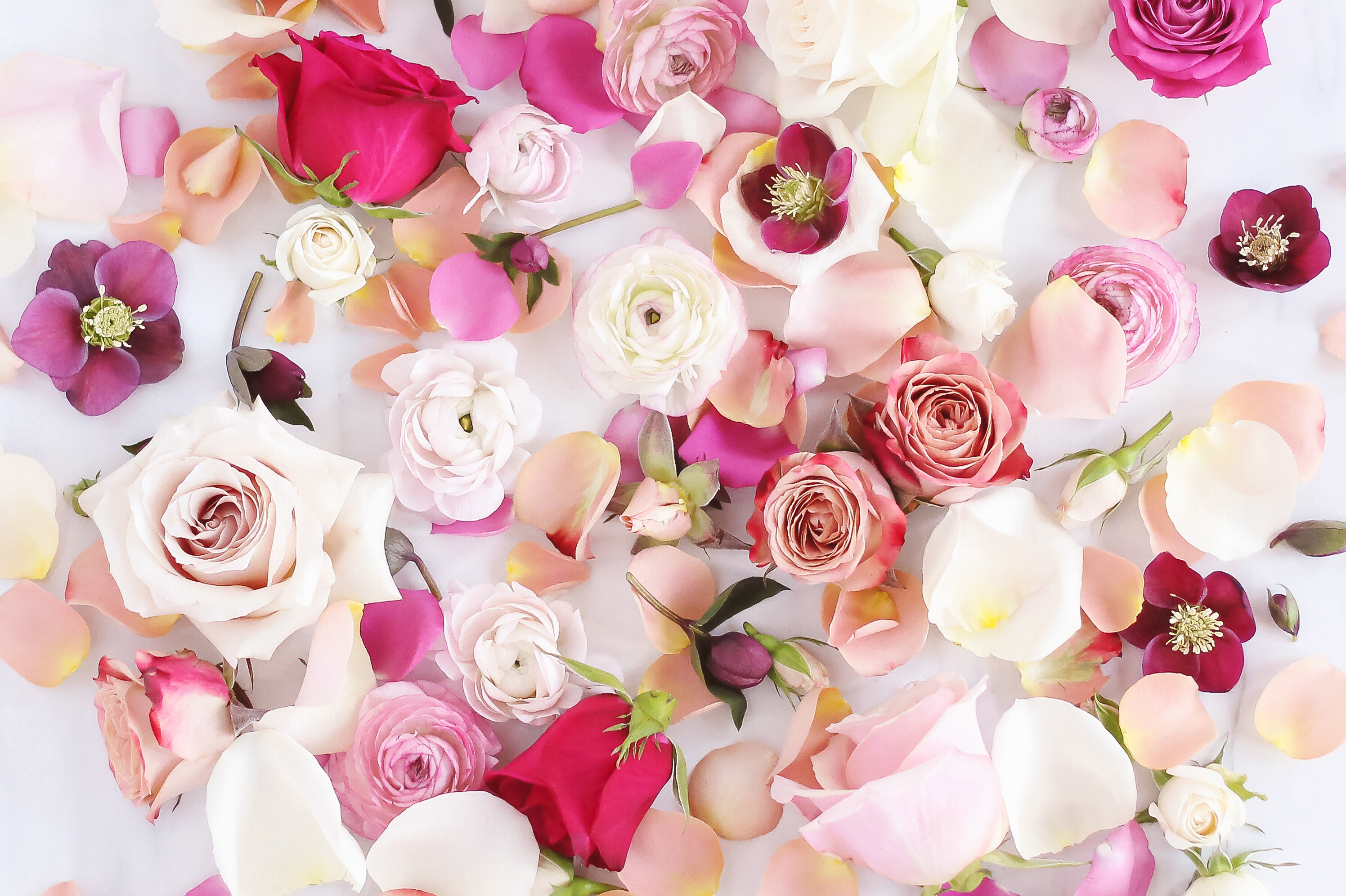 DIGITAL BLOOMS FEBRUARY 2019 | FREE DESKTOP WALLPAPER | A Bed of Roses FREE Desktop Wallpaper for Valentine’s Day | Free Valentine’s Day Flower Tech Wallpapers | Free Romantic Flower Desktop Wallpaper | Free Free February 2019 Floral Desktop Wallpapers featuring Vendela Roses, Quick Sand Roses, Mother of Pearl Roses, Cappuccino Roses, Precious Moments Roses, Roseberry Roses, Spray Roses, Ranunculus and Hellebores // JustineCelina.com x Rebecca Dawn Design