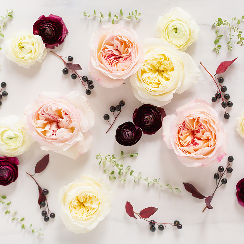 DIGITAL BLOOMS MARCH 2019 | FREE DESKTOP WALLPAPER | Free Winter 2019 Floral Desktop Wallpapers featuring Blush Garden Roses and Patience Roses, White and Burgundy Ranunculus and Foraged Black Berries and Greenery on a marble background // JustineCelina.com x Rebecca Dawn Design
