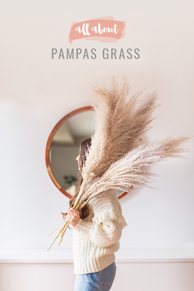 All About Pampas Grass | Pampas Grass Decor | A Bohemian, Mid-Century Modern Living Room featuring Pampas Grass Dried Decor | Pampas Grass Care and Conditioning | How to Stop Pampas Grass from Shedding | Pampas Grass Decor 2019 | Where to Buy Pampas Grass in Canada | Where to Buy Pampas Grass in Calgary | Dried Pampas Grass Arrangement Ideas | Bohemian, Mid Century Modern Decor | Calgary Lifestyle Blogger // JustineCelina.com