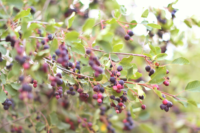 Abundant Saskatoon berry crop in rural Alberta, Canada | Where to pick Saskatoons in Alberta | Saskatoon Farm Calgary, Alberta, Canada | Gluten Free Saskatoon Citrus Banana Bread | Free of dairy, gluten and refined sugar and full of healthier, natural substitutions perfect for those with food allergies, intolerances or sensitivities | Best Saskatoon Berry Recipes | Calgary Clean Food Blogger, Recipe Developer and Food Stylist // JustineCelina.com 