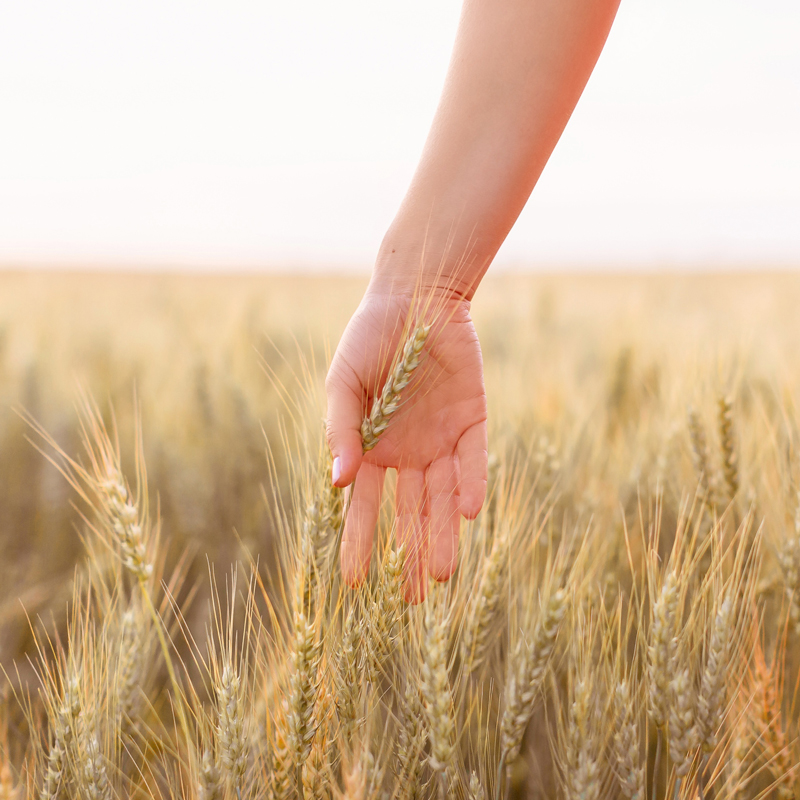 August 2019 Soundtrack | Hand touching wheat in a Canadian wheat field in Wheatland County, Alberta at Sunset | A Canadian Field of Wheat at Golden Hour | Calgary, Alberta, Canada Lifestyle and Fashion Blogger, Justine Celina Maguire | JustineCelina.com