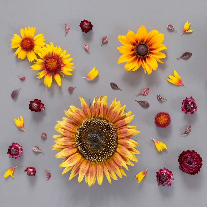 DIGITAL BLOOMS SEPTEMBER 2019 | FREE DESKTOP WALLPAPER | Free Summer / Fall 2019 Floral Desktop Wallpapers featuring Chianti and Little Becka Sunflowers, Rudbeckia, Strawflower, wild Firewheels and Barberry leaves on a moody grey background | Free Sunflower Floral Wallpapers for Summer and Autumn | Summer / Fall 2019 Tech Wallpapers | FREE Autumn Floral Wallpapers | The Best FREE Fall/Autumn Tech Wallpapers | Free Floral Tech Wallpapers Fall 2019 // JustineCelina.com