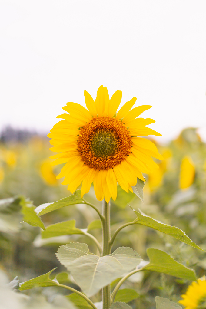 September 2019 Soundtrack | The Best Chill Fall Playlist | Blooming Sunflower at the Bowden Sunmaze in Alberta, Canada | Calgary Creative Lifestyle and Travel Blogger // JustineCelina.com