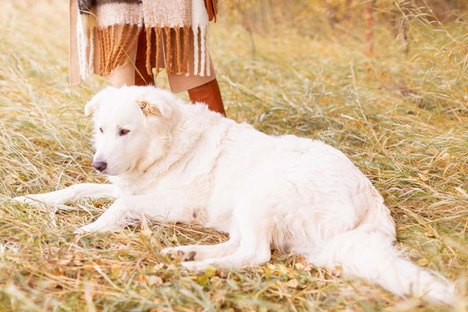 Casual Fall Style Staples | Casual Thanksgiving Outfit Ideas | Thanksgiving Outfit Ideas for Cold Weather | Canadian Thanksgiving Outfits | Casual Family Holiday Dinner Outfit Ideas | Family Thanksgiving Outfits | Bohemian Thanksgiving Outfit Ideas | Casual Boho Fall Outfit | The Best H&M Sweaters | Joe Fresh Faux Leather and Suede Leggings Review | Great Pyrenees | Brunette Woman Wearing a Casual Fall Thanksgiving Outfit | Calgary Fashion & Lifestyle Blogger // JustineCelina.com