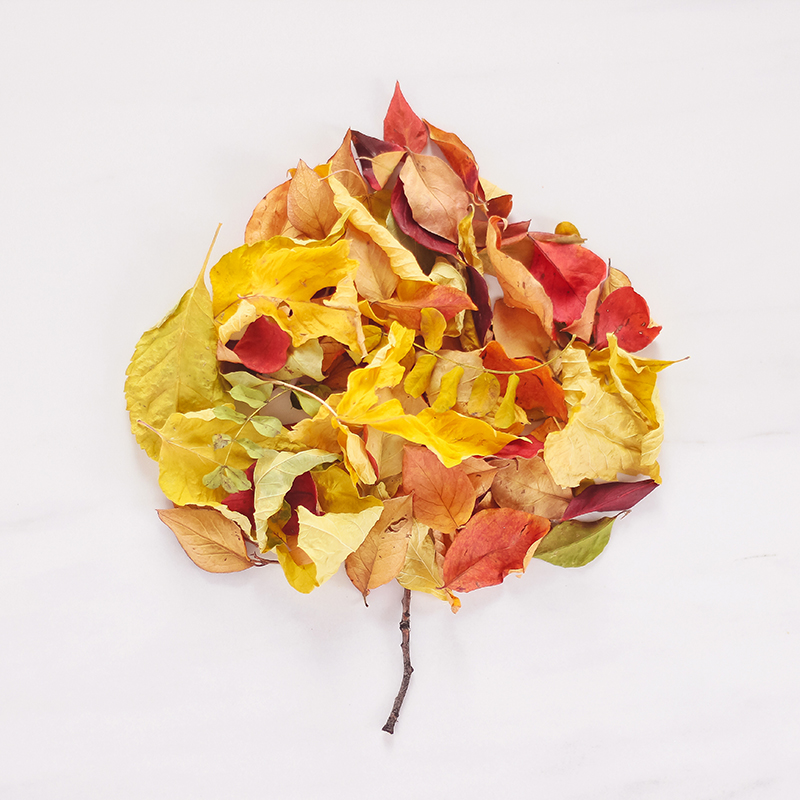 DIGITAL BLOOMS OCTOBER 2019 | FREE DESKTOP WALLPAPER | Free Fall 2019 Leaf Desktop Wallpapers featuring colourful dried leaves on a marble background | Free Fall Leaves Floral Wallpapers for Autumn | Summer / Fall 2019 Tech Wallpapers | FREE Autumn Leaf Wallpapers | The Best FREE Fall/Autumn Tech Wallpapers | Free Floral Tech Wallpapers Fall 2019 // JustineCelina.com