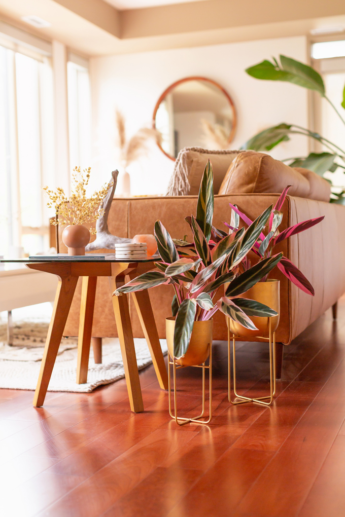 How to Transition Your Decor Into Fall | Easy and inexpensive fall decorating ideas | JustineCelina’s Inner City Calgary bohemian, mid-century modern apartment | A Bohemian, Mid-Century Modern Living Room featuring Dried Arrangements and Stromanthe Sanguinea | Fall Decor 2019 Trends | Bohemian, Mid Century Modern Fall Decor | Pantone Fall Winter 2019 / 2020 Interior Design Trends | Fall Decorating DIY | Calgary Lifestyle, Interior Design and Home Decor Blogger // JustineCelina.co