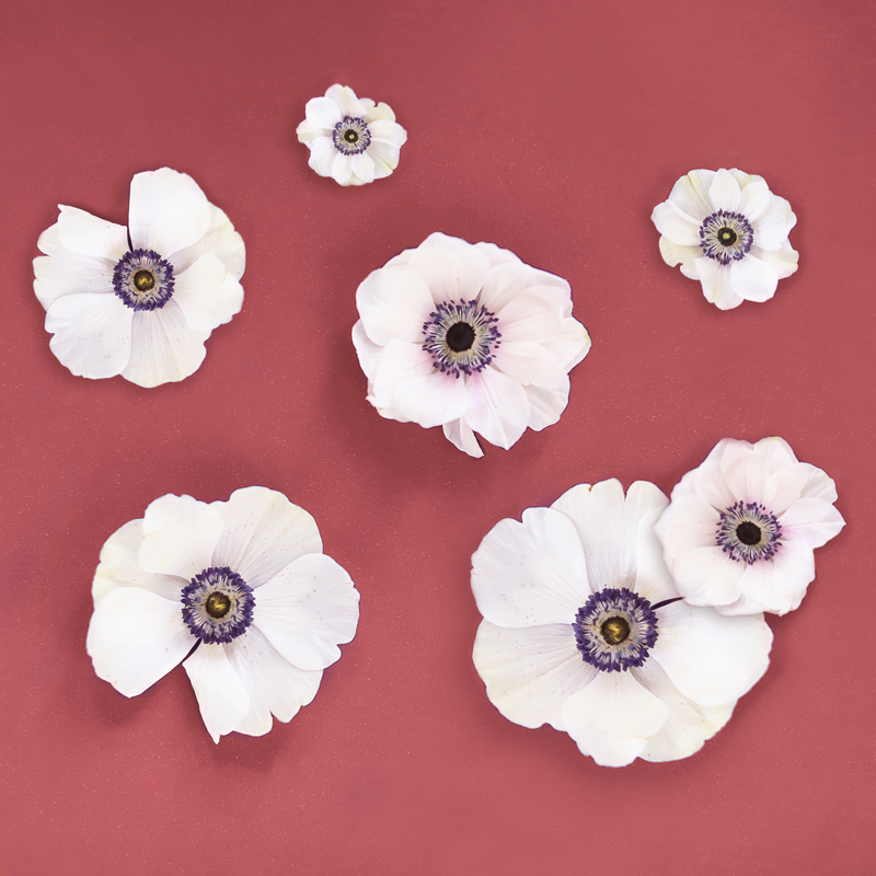 DIGITAL BLOOMS NOVEMBER 2019 | FREE DESKTOP WALLPAPER | Free Fall / Winter 2019 Floral Desktop Wallpaper featuring Panda Anemones on a marsala Background | Free Panda Anemones Floral Wallpapers for Fall / Winter | Winter 2019 Tech Wallpapers | FREE Fall / Winter Anemones Wallpapers | The Best FREE Fall/Winter Tech Wallpapers | Free Floral Tech Wallpapers Fall 2019 // JustineCelina.com