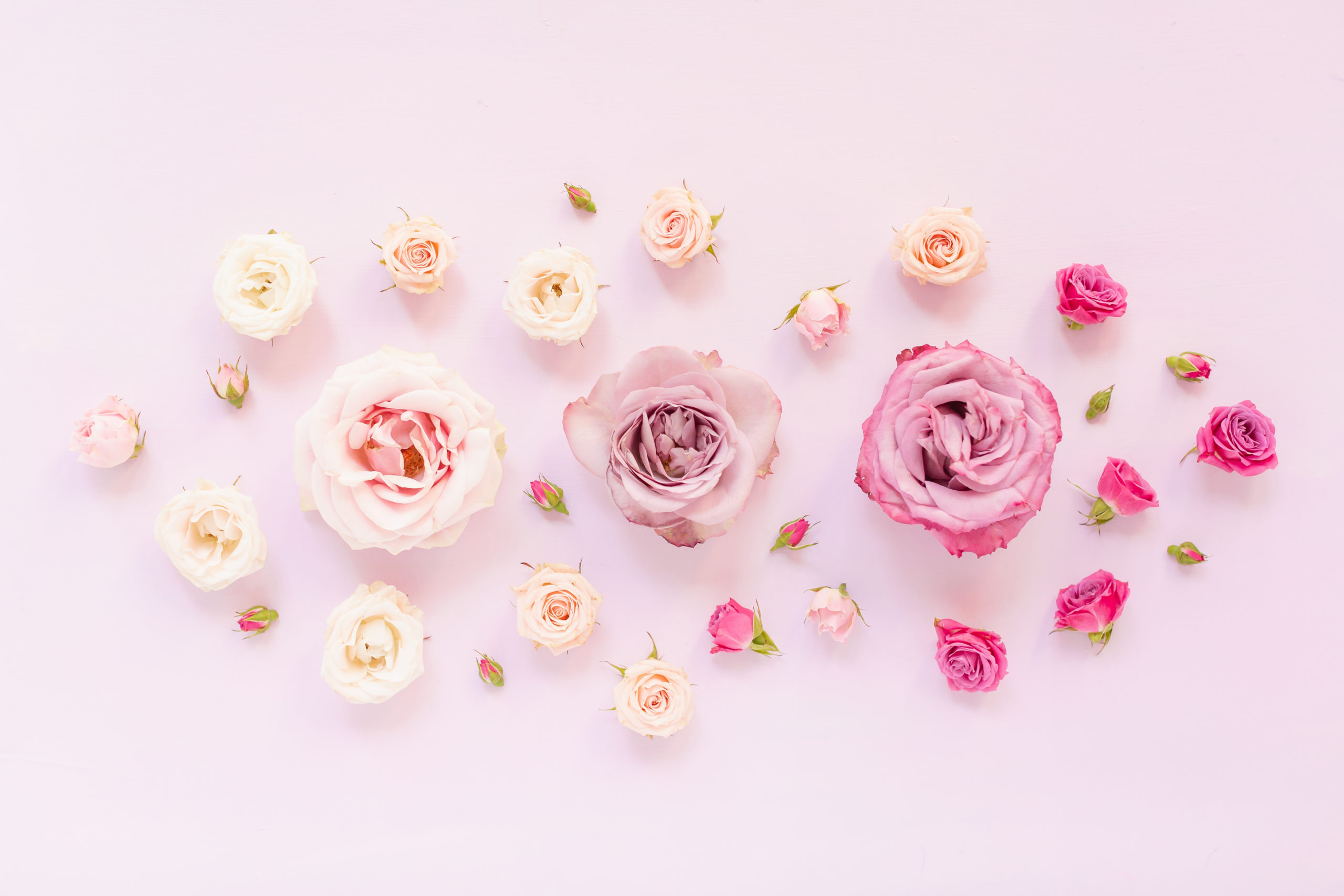 DIGITAL BLOOMS MARCH 2020 | FREE DESKTOP WALLPAPER | A soft, feminine, pastel rose FREE Desktop Wallpaper for Spring 2020 | Pink and Lavender Floral Tech Wallpaper for Spring | Pastel Pink FREE tech wallpaper Spring 2020 | Free March Flower Tech Wallpapers | JustineCelina Spring 2020 Digital Blooms | Free March 2020 Floral Desktop Wallpaper featuring Purple Haze Lavender Roses, Amnesia Lavender Novelty Roses, Mother of Pearl Roses and Spray Roses // JustineCelina.com