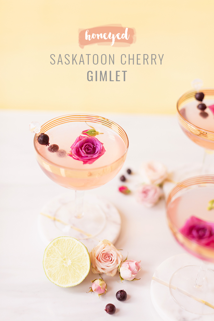 Honeyed Saskatoon Cherry Gimlet | A 4 ingredient craft cocktail made with Eau Claire Distillery’s Saskatoon Honey Gin | Refined Sugar Free Gin Cocktail | A simple gimlet made with artisanal gin, Saskatoon berries, Alberta honey, Fee Brothers Cherry Bitters and fresh lime juice | The Best Easy Gin Cocktails | Simple Spring Gin Cocktail | Pink gin cocktails in gold rimmed coupe glasses garnished with Saskatoon berries and pink roses | Calgary Cocktail and Lifestyle Blogger // JustineCelina.com
