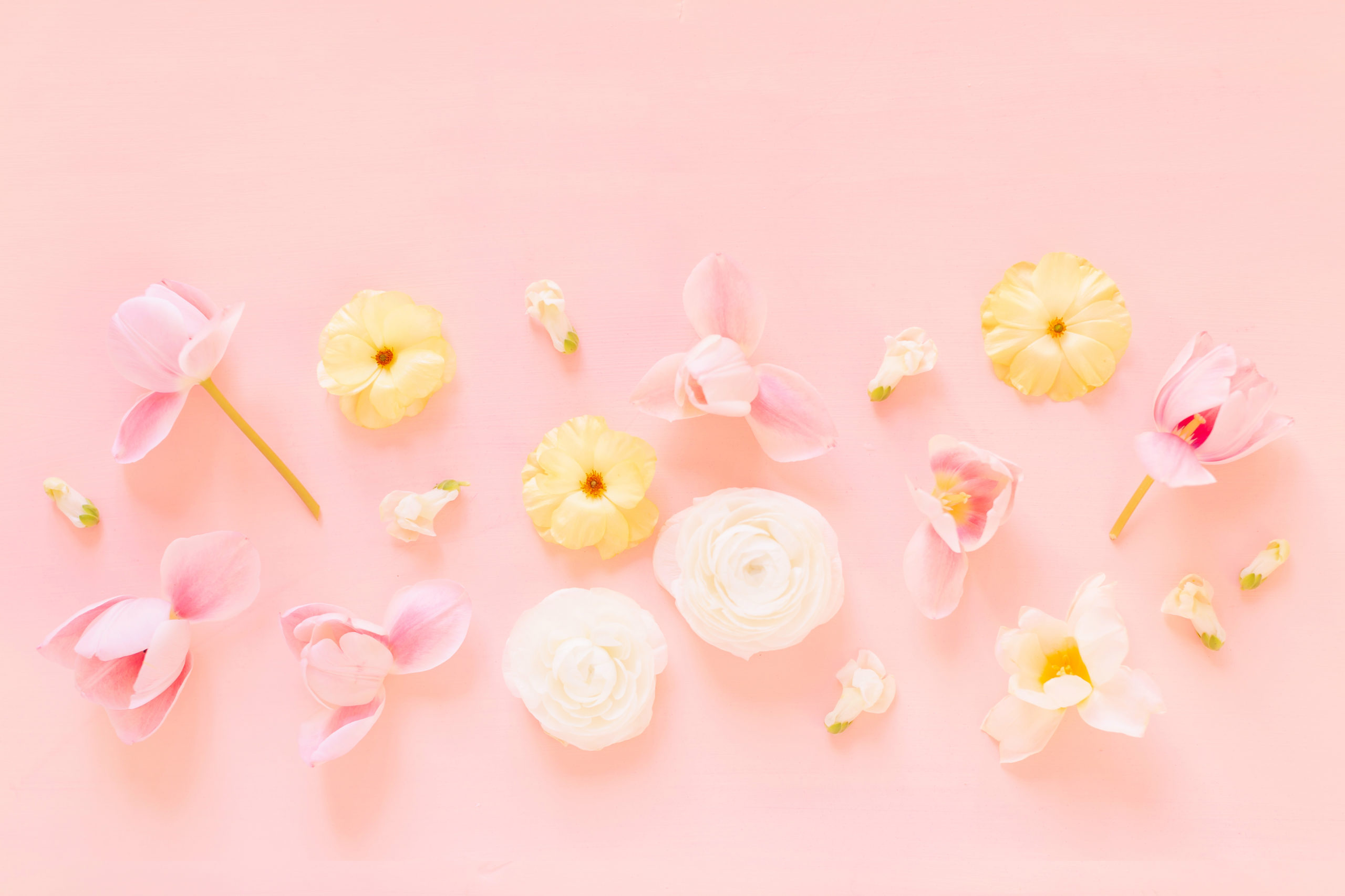 Floral Wallpapers Free HD Download 500 HQ  Unsplash