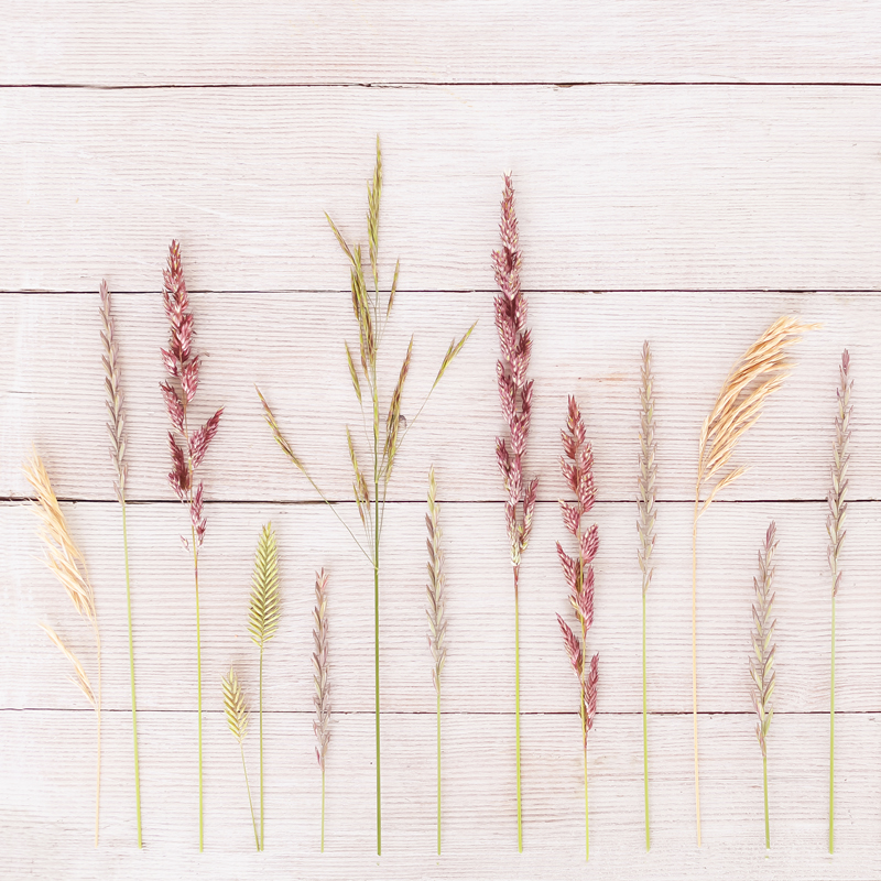 DIGITAL BLOOMS JULY 2020 | FREE DESKTOP WALLPAPER | A wild prairie grass FREE Desktop Wallpaper for Summer 2020 | Free Summer Country Wallpapers | JustineCelina Summer 2020 Digital Blooms | Free Wild Grass Desktop Wallpaper featuring Reed Canary Grass, Smooth Brome, Perennial Ryegrass, Crested Wheatgrass and Cheatgrass on whitewashed country barn board from Wheatland County | Wild Grass Free Wallpaper for Phone Tablet and Computer | Natural Summer Wild Grass Tech Wallpaper // JustineCelina.com