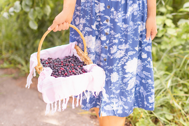 4 Healthy Saskatoon Berry Recipes to Try This Summer + Where to Pick Saskatoons in Alberta | Saskatoon Picking at the Saskatoon Farm in Foothills, Alberta | Alberta Saskatoon Picking in August | Woman holding a wicker basket full of Saskatoon berries | Vegan Saskatoon Berry Recipes | Easy Saskatoon Berry Crisp Recipe | Serviceberry Recipes | Dairy Free, Gluten Free and Refined Sugar Saskatoon Recipes | Calgary Lifestyle and Food Blogger // JustineCelina.com