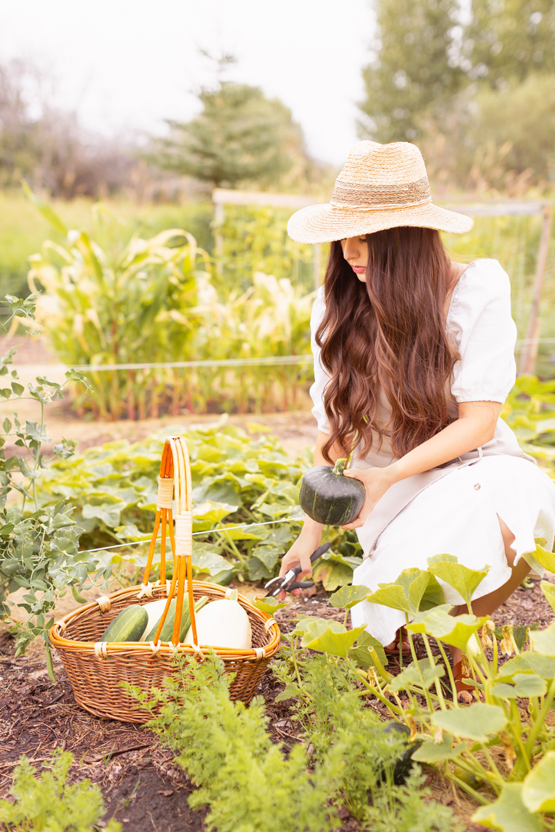 20+ Favourite Plant Based Fall Recipes | The Best Healthy, Plant Based Recipes for Fall 2020 | Whole Food Plant Based Recipes | Vegan Fall Recipe Ideas | Autumn Recipes Vegetarian | Vegan Gluten-Free Fall Recipes | September Vegetarian Recipes | Brunette woman wearing a gardening apron harvesting a Buttercup Squash in an abundant country fall garden | September garden harvest  | Zone 3b Garden | JustineCelina’s Country Garden 2020 | Calgary Plant Based Lifestyle Blogger // JustineCelina.com