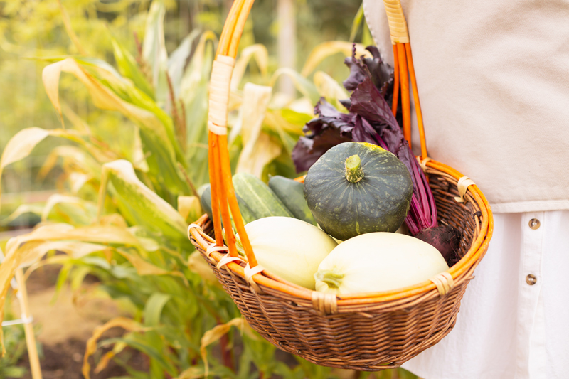 20+ Favourite Plant Based Fall Recipes | The Best Healthy, Plant Based Recipes for Fall 2020 |  Whole Food Plant Based Recipes | Vegan Fall Recipe Ideas | Autumn Recipes Vegetarian | Vegan Gluten-Free Fall Recipes | September Vegetarian Recipes | An abundant Fall Garden Harvest in a wicker basket featuring Spaghetti Squash, Buttercup Squash, Cucumbers and Beets | Zone 3b Garden | JustineCelina’s Country Garden 2020 | Calgary Plant Based Whole Food and Lifestyle Blogger // JustineCelina.com