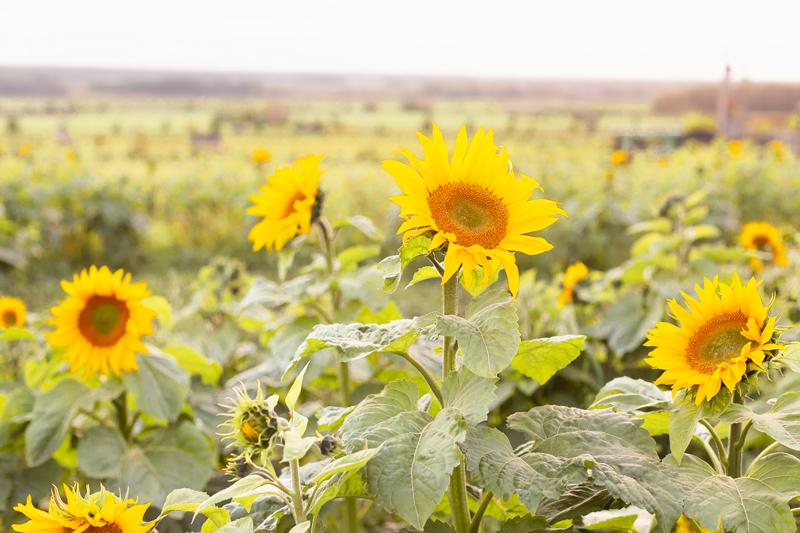 A Guide to Bowden SunMaze & Eagle Creek Farms | Bowden SunMaze September 2020 | Sunflower Field Near Me | The Best Alberta Sunflower Field | Alberta Sunflower U-Pick | Bowden SunMaze Sunflower Field Best Time To Go | Bowden SunMaze Cost | Eagle Creek Farms Review | Sunflower Field Instagram Tips | A field of sunflowers at sunset | Calgary Lifestyle Blogger // JustineCelina.com