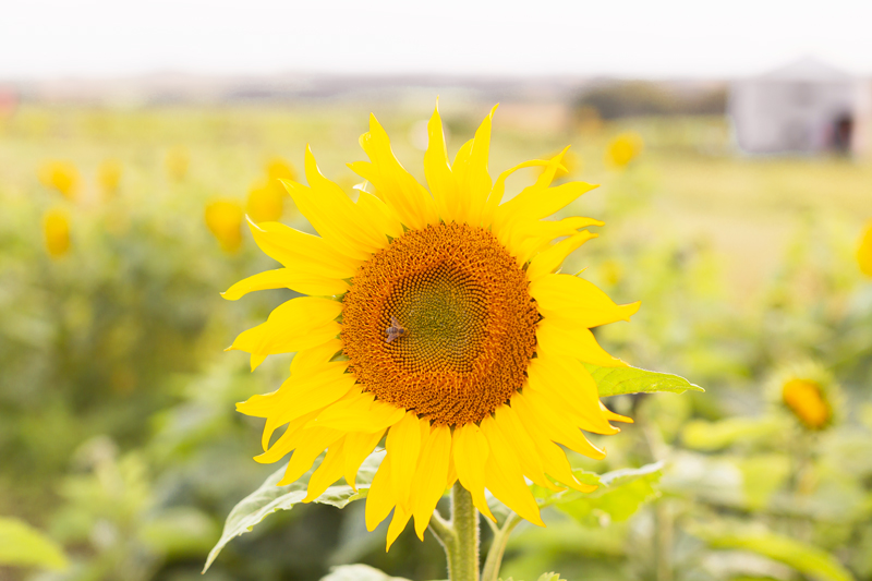 A Guide to Bowden SunMaze & Eagle Creek Farms | Bowden SunMaze September 2020 | Sunflower Field Near Me | The Best Alberta Sunflower Field | Alberta Sunflower U-Pick | Bowden SunMaze Sunflower Field Best Time To Go | Bowden SunMaze Cost | Eagle Creek Farms Review | Sunflower Field Instagram Tips | A large sunflower at sunset with a sleeping bee | Calgary Lifestyle Blogger // JustineCelina.com