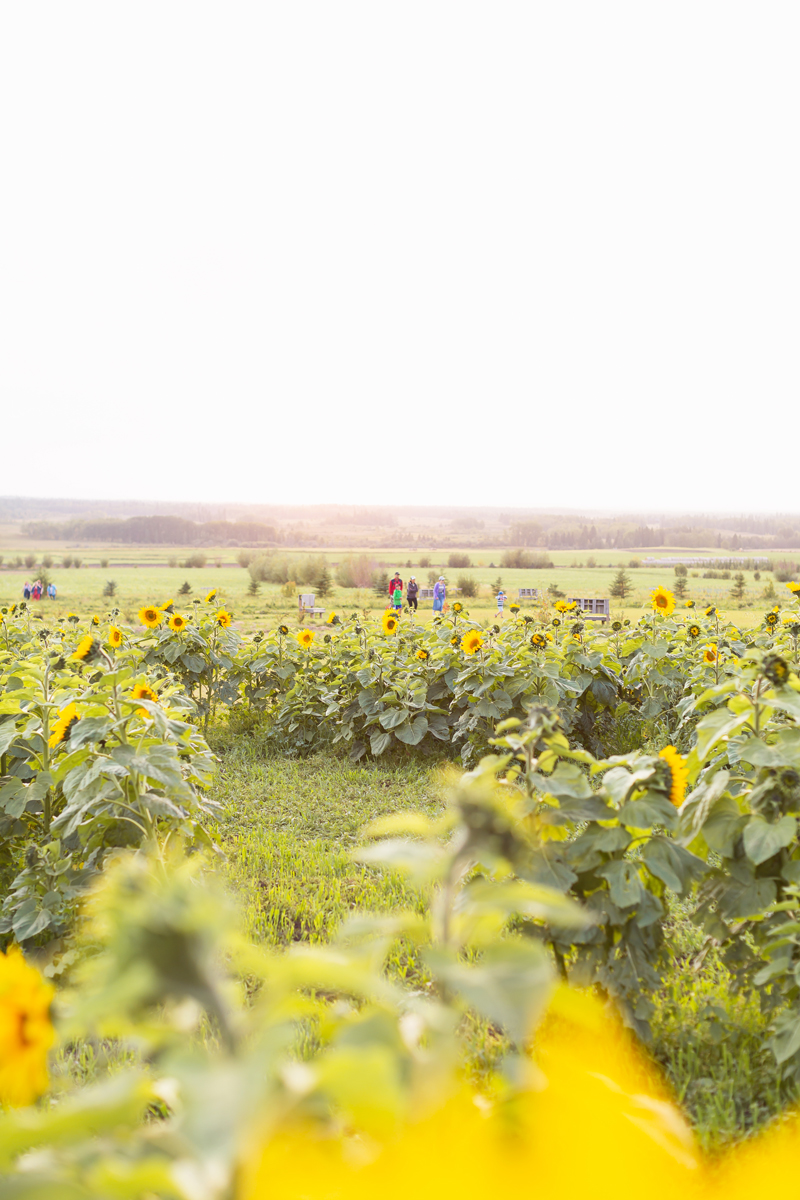 A Guide to Bowden SunMaze & Eagle Creek Farms | Bowden SunMaze September 2020 | Sunflower Field Near Me | The Best Alberta Sunflower Field | Alberta Sunflower U-Pick | Bowden SunMaze Sunflower Field Best Time To Go | Bowden SunMaze Cost | Eagle Creek Farms Review | Sunflower Field Instagram Tips | A field of sunflowers at sunset | Calgary Lifestyle Blogger // JustineCelina.com